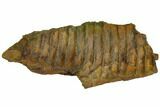 Fossil Hadrosaur (Brachylophosaur) Jaw Section - Montana #148799-3